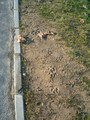 footsteps or t&hellip;