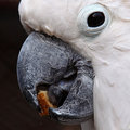 klopica 12