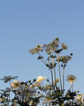 Anemone