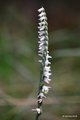 Spiranthes spi…