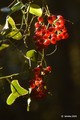 Smilax aspera