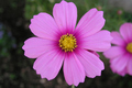 Pinky
