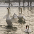 švaleri