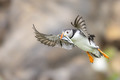 Atlantic puffi&hellip;