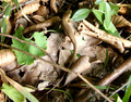 maleni