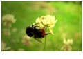 Bzzzzz