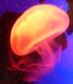 meduza