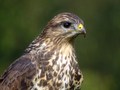 škanjac-Buteo &hellip;