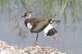 vivak-Vanellus&hellip;
