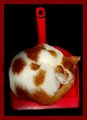 SAve the anima&hellip;