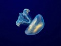 Meduza 1