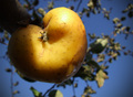 Apple in love.…