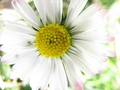 Bellis perennis