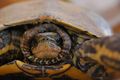 Mauremys caspi&hellip;