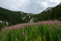 Rascvjetani Ve…