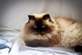 Mimi