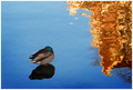 Sleeping duck &hellip;
