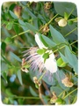 Capparis / Kap&hellip;