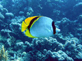 Butterfly fish