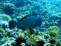 Parrot fish