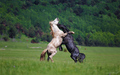 Fight