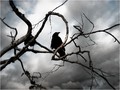 CROW  final cu&hellip;