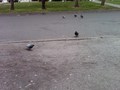 Ptice2