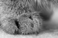 paws