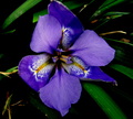 Iris unguicaris