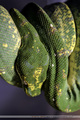 gtp