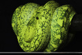 Gtp3